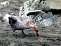 Giant Petrel