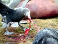 Giant Petrel
