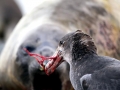 Giant Petrel