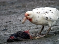 Giant Petrel