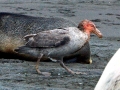 Giant Petrel