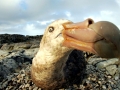 Giant Petrel