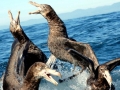 Giant Petrel