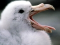 Giant Petrel