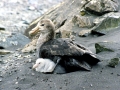 Giant Petrel