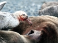 Giant Petrel