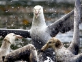 Giant Petrel