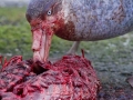 Giant Petrel
