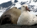 Giant Petrel