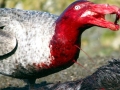 Giant Petrel