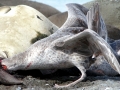Giant Petrel