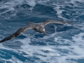 Giant Petrel