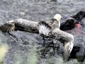 Giant Petrel