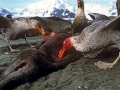 Giant Petrel