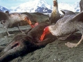 Giant Petrel