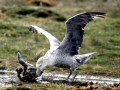 Giant Petrel