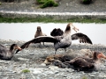 Giant Petrel