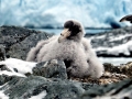 Giant Petrel