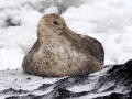 Giant Petrel