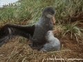 Giant Petrel