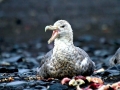 Giant Petrel