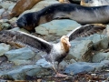 Giant Petrel
