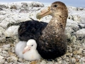 Giant Petrel