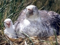Giant Petrel