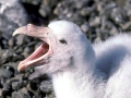 Giant Petrel