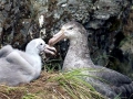 Giant Petrel