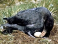 Giant Petrel