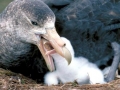 Giant Petrel