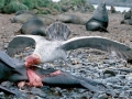 Giant Petrel