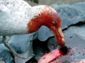 Giant Petrel