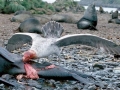 Giant Petrel