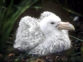 Giant Petrel
