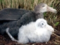 Giant Petrel