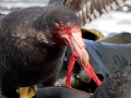 Giant Petrel