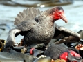 Giant Petrel