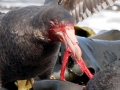 Giant Petrel