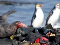 Giant Petrel