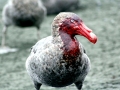 Giant Petrel