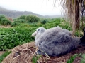 Giant Petrel