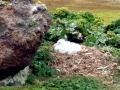 Giant Petrel