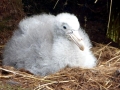 Giant Petrel