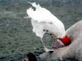 Giant Petrel