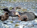 Giant Petrel