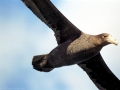 Giant Petrel