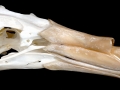 Giant Petrel