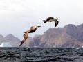 Giant Petrel